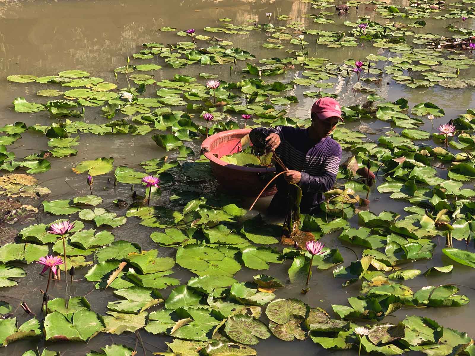 /fm/Files//Pictures/Ido Uploads(1)/Asia/Vietnam/Nha Trang/Nha Trang - Farmer Lotus Field Paddle - NS - SS.jpg